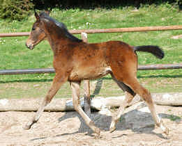 Trakehner filly by Summertime out of Pr.St. Kalmar by Exclusiv