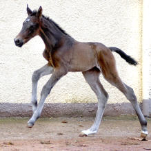 Filly by Shavalou out of Pr.St. Kalmar by Exclusiv