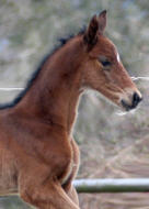 Colt by Summertime out of Pr.St. Kalmar by Exclusiv