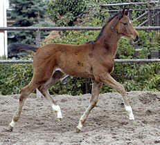 Colt by Summertime our of premium-mare Kalmar by Exclusiv