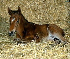Colt by Summertime out of Premium-Mare Kalmar by Exclusiv