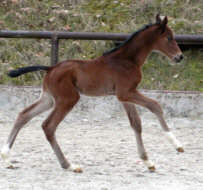 Two day old colt by Summertime out of premium-mare Kalmar by Exclusiv
