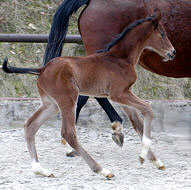 Colt by Summertime out of Pr.St. Kalmar by Exclusiv