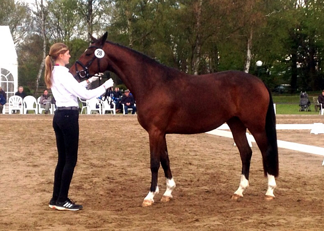 Karmina von Singolo u.d. Pr. u. StPrSt. Klassic v. Freudenfest u.d. Elitestute Kassuben v. Enrico Caruso - Trakehner Gestt 
Hmelschenburg
