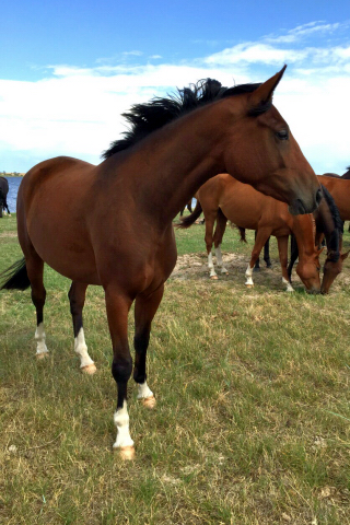 Karmina von Singolo u.d. Pr. u. StPrSt. Klassic v. Freudenfest u.d. Elitestute Kassuben v. Enrico Caruso - Trakehner Gestt 
Hmelschenburg