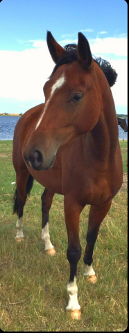 Karmina von Singolo u.d. Pr. u. StPrSt. Klassic v. Freudenfest u.d. Elitestute Kassuben v. Enrico Caruso - Trakehner Gestt 
Hmelschenburg