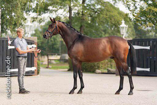 Karakallis - Mitte September 2019 - Trakehner Gestt Hmelschenburg - Foto: Guido Recki