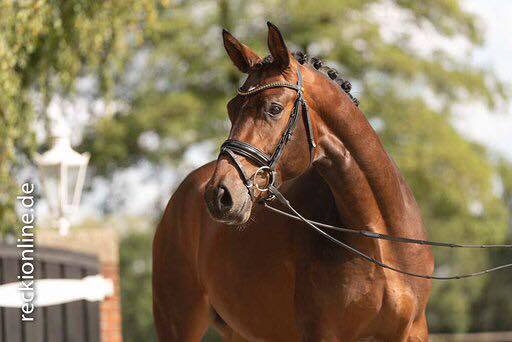 Karakallis - Mitte September 2019 - Trakehner Gestt Hmelschenburg - Foto: Guido Recki