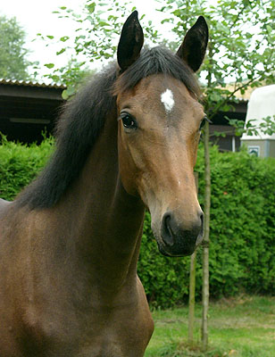 Trakehner Stutfohlen von Summertime u.d. Karisha v. Ostermond, Zchter: Dieter Pothen