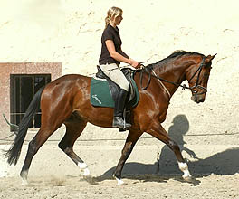 3year old Trakehner Gelding by Summertime out of Pr.St. Kalmar by Exclusiv