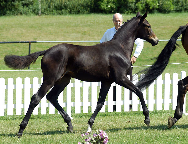 Karmencita - Takehner Filly by Insterburg out of Premium and Statepremiummare  Karena by Freudenfest, Gestt Hmelschenburg - Beate Langels