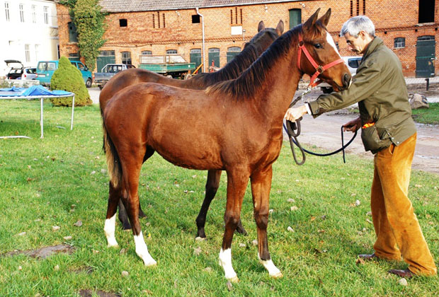 Karmina - Stutfohlen von Singolo u.d. Pr. u. StPrSt. Klassic v. Freudenfest u.d. Elitestute Kassuben v. Enrico Caruso - Trakehner Gestt Hmelschenburg - Richard Langels