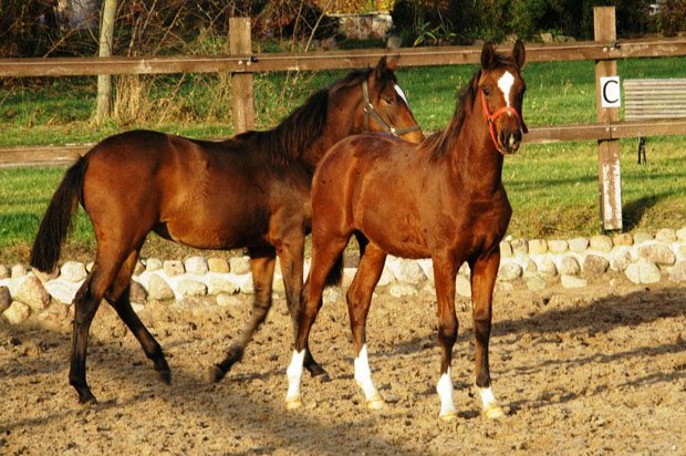 Karmina - Stutfohlen von Singolo u.d. Pr. u. StPrSt. Klassic v. Freudenfest u.d. Elitestute Kassuben v. Enrico Caruso - Trakehner Gestt Hmelschenburg - Richard Langels