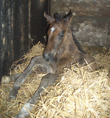 Hengstfohlen von Alter Fritz