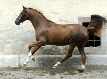 Kavalou v. Shavalou u.d. Elitestute Kalmar v. Exclusiv - Trakehner Gest t H melschenburg - Foto: Beate Langels