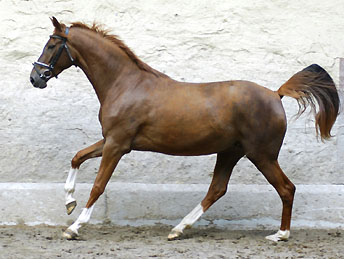 Kavalou v. Shavalou u.d. Elitestute Kalmar v. Exclusiv - Trakehner Gest t H melschenburg - Foto: Beate Langels