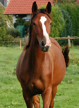 Trakehner Stutfohlen v. Exclusiv u.d. Klassic v. Freudenfest u.d. Kassuben v. Enrico Caruso, Zchter: Trakehner Gestt Hmelschenburg Beate Langels