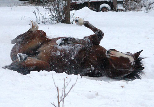 Trakehner Stutfohlen v. Exclusiv u.d. Klassic v. Freudenfest u.d. Kassuben v. Enrico Caruso, Zchter: Trakehner Gestt Hmelschenburg Beate Langels
