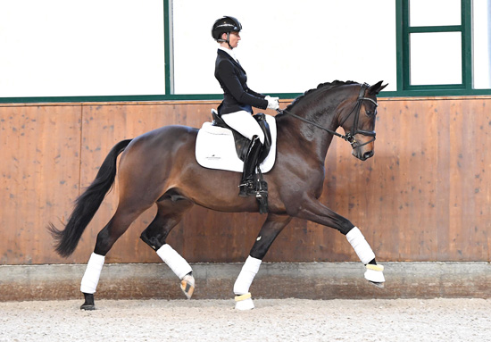 Trakehner Hengst  - Gestt Hmelschenburg