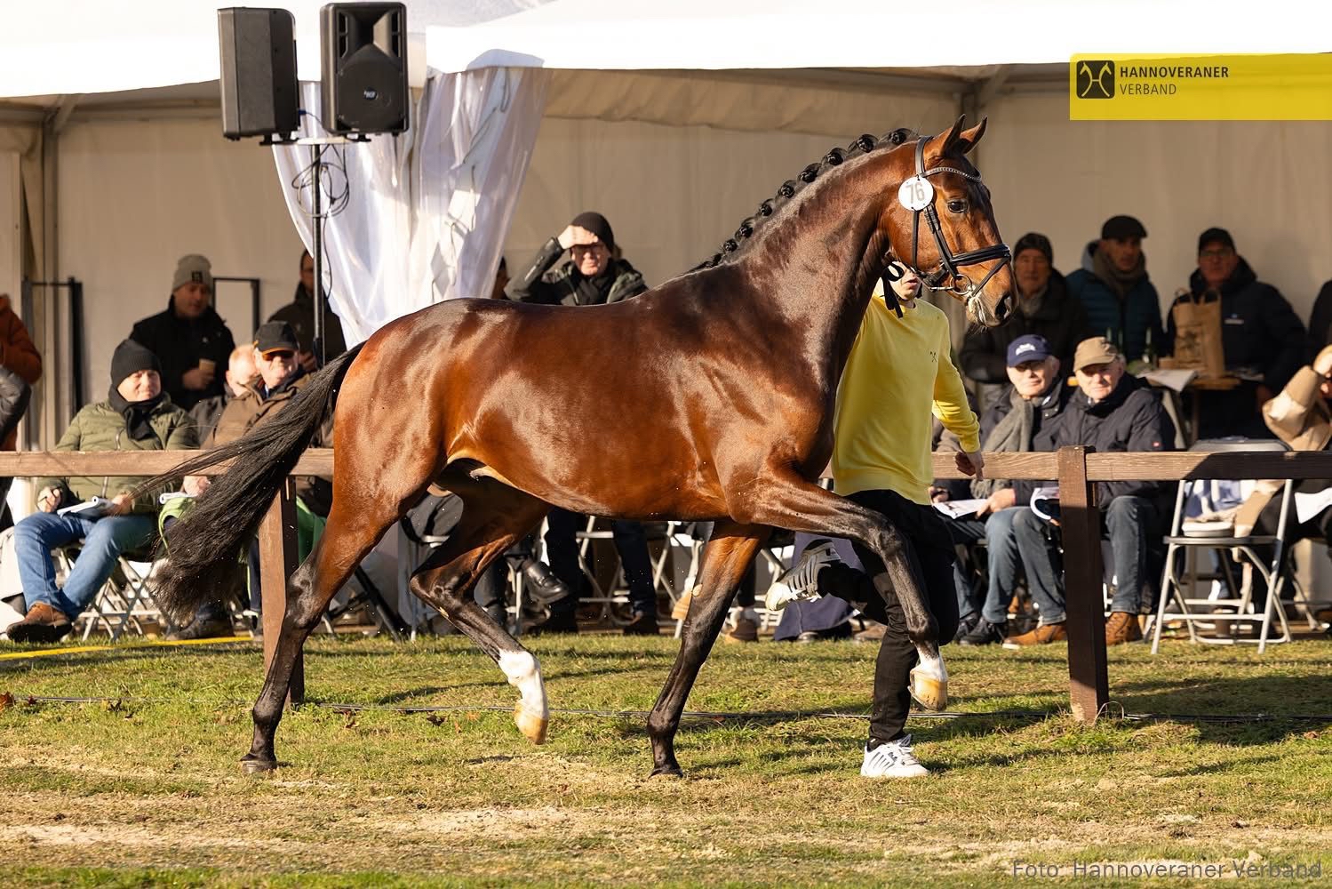 Junghengst von F�rst Toto u.d. Schwalbenflocke v. Sir Donnerhall - Totilas - Z�chter: Trakehner Gest�t H�melschenburg
