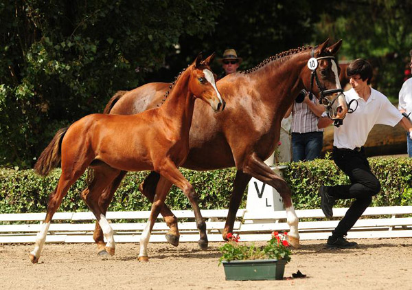 Klassic Blue - Siegerin des 1. Trakehner Fohlenchampionates von Niedersachsen - Stutfohlen von Singolo u.d. Prmienstute Klassic v. Freudenfest - Foto: Beate Langels - Trakehner Gestt Hmelschenburg