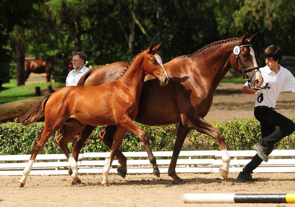 Klassic Blue - Siegerin des 1. Trakehner Fohlenchampionates von Niedersachsen - Stutfohlen von Singolo u.d. Prmienstute Klassic v. Freudenfest - Foto: Beate Langels - Trakehner Gestt Hmelschenburg