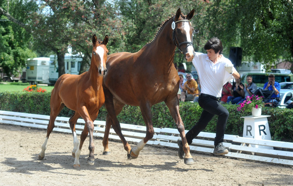 Klassic Blue - Siegerin des 1. Trakehner Fohlenchampionates von Niedersachsen - Stutfohlen von Singolo u.d. Prmienstute Klassic v. Freudenfest - Foto: Beate Langels - Trakehner Gestt Hmelschenburg