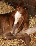 Stutfohlen von Kostolany u.d. Erina v. Caprimond, Foto: G. Hanke