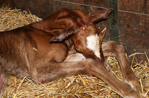 Stutfohlen von Kostolany u.d. Erina v. Caprimond - Falke