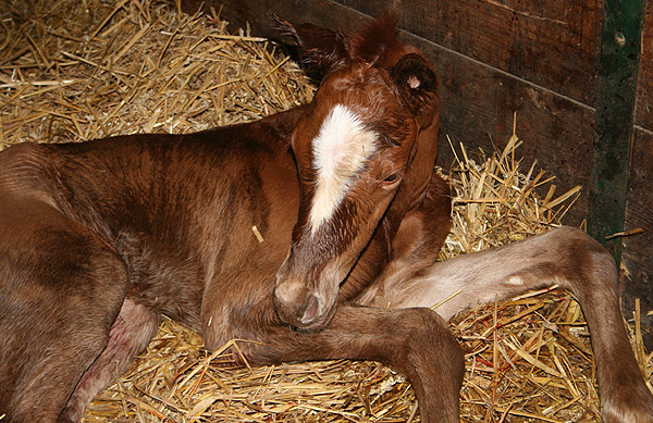 Stutfohlen von Kostolany u.d. Erina v. Caprimond - Falke