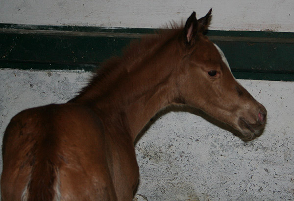 Stutfohlen von Kostolany u.d. Erina v. Caprimond - Falke