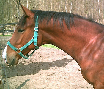 Trakehner Hengstfohlen von Exclusiv u.d. Kalidah Jamahl, Züchter: Nicole Winkelmann, Güssefeld