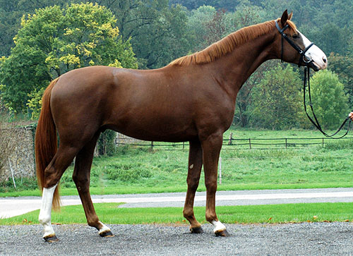 Kim Kinvahan v. Tabaluga u.d. Killarney v. Tuareg, Foto: Beate Langels