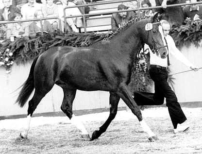 Klabautermann v. Enrico Carsuo - anl��lich seiner K�rung 1986