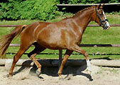 Pr�mien- u. Staatspr�mienstute Klassic