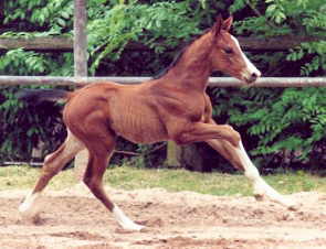 Klesiv - filly by Exclusiv out of Kleo's Beste