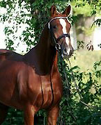 Staatsprmien- u. Prmienstute Kleo v. Freudenfest - Exclusiv