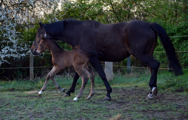 10. April 2017 - Stutfohlen von Saint Cyr u.d. Trumchen v. Donaufischer - Foto: Mller