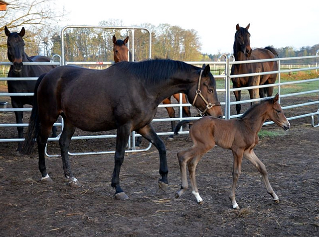 10. April 2017 - Stutfohlen von Saint Cyr u.d. Trumchen v. Donaufischer - Foto: Mller