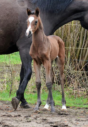 13. April 2018 - Stutfohlen von Saint Cyr u.d. Trumchen v. Donaufischer - Foto: Mller