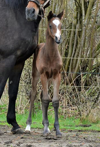 13. April 2018 - Stutfohlen von Saint Cyr u.d. Trumchen v. Donaufischer - Foto: Mller