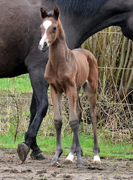 Trakehner Stutfohlen von Saint Cyr u.d. Trumchen v. Caprimond  Foto Mller