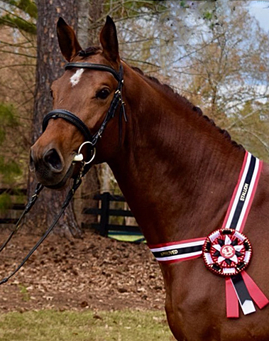 Klassic Motion - Trakehner Premiumstallion by High Motion out of Pr.St. Karida by Oliver Twist - Foto: Beate Langels - Trakehner Gestt Hmelschenburg