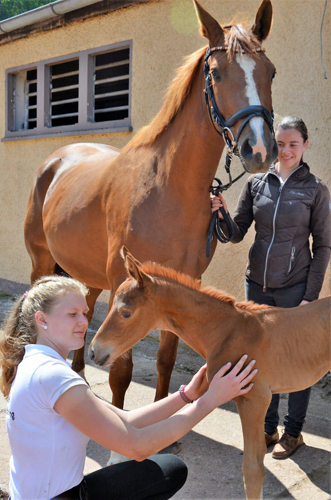 At the age of 4 hours: Klassic's Zauberei by Zauberdeyk out of Premiummare Klassic Motion by High Motion - 
Trakehner Gestt Hmelschenburg - Foto: Sabine Brakhahn