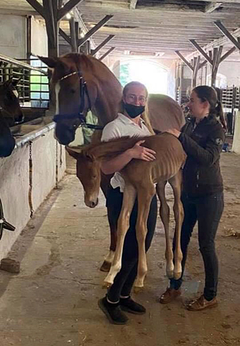 Knapp vier Stunden alt: Stutfohlen von Zauberdeyk u.d. Prmienstute Klassic Motion v. High Motion - 
Trakehner Gestt Hmelschenburg - Foto: Langels