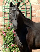 Siegerstute Perena v. Kostolany - Foto: Kiki Oellrich