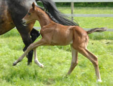 Hengstfohlen von Symont - Foto: Kiki Oellrich