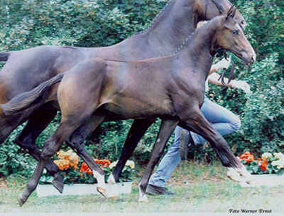 Knig Otto - Hengstfohlen von Kostolany - Sandro - Inschallah AA, Foto: Werner Ernst