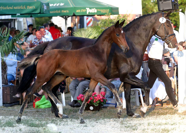 Hengstfohlen von High Motion u.d. Pr.u.Elitestute Koko K v. Kostolany - Gestt Schplitz - Foto: Stephan Bischoff
