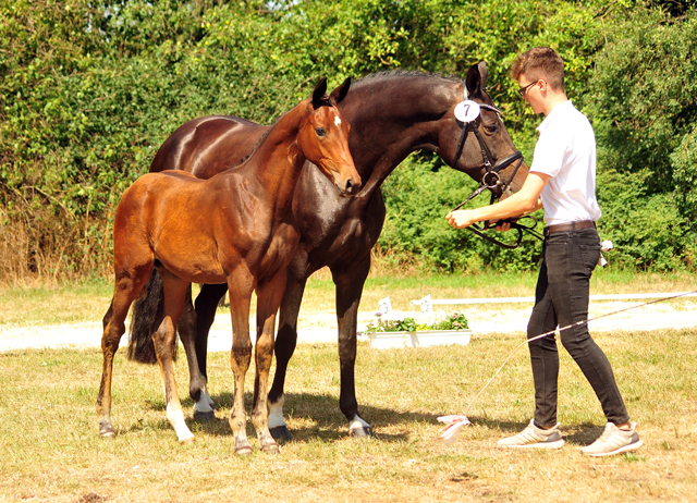 Hengstfohlen von High Motion u.d. Pr.u.Elitestute Koko K v. Kostolany - Gestt Schplitz - Foto: Beate Langels
